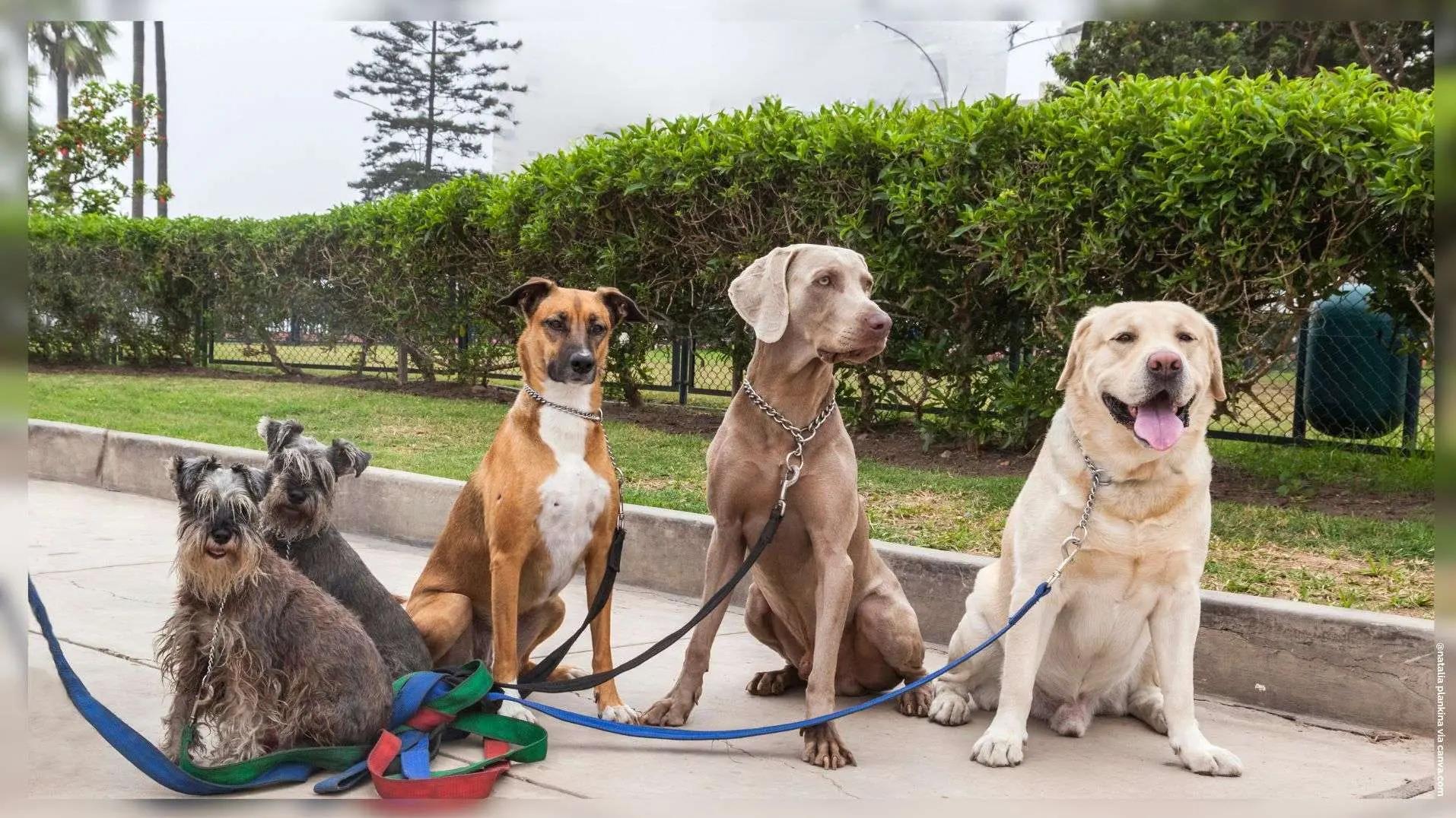 Les chiens adorent Aix-en-Provence ! La ville décroche une nouvelle place d'honneur au palmarès 30 Millions d'Amis