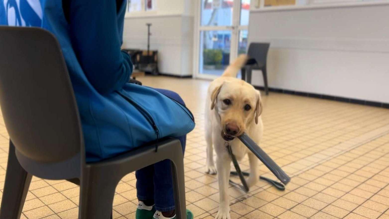 Des héros à quatre pattes en devenir : au cœur de la formation Handi'Chiens à Salon-de-Provence